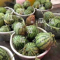 娱乐吃瓜公司有哪些品牌,揭秘娱乐吃瓜界的明星品牌矩阵